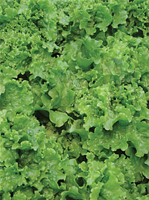  French heirloom Lettuce seeds GREEN ICE 100 seeds